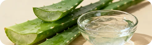 Aloe Leaf Extract used in Nail Defender